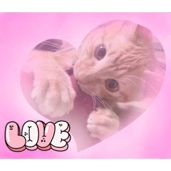 Meow 咪～