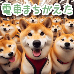 Meeting Shiba dog