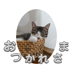 mugikome_20241010