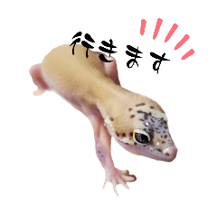 Tenko the leopard gecko