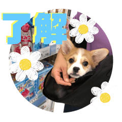 hachi_20241011153344