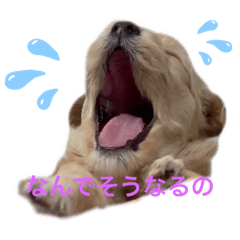 sksksk_20241012121033