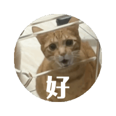 動動貓貓