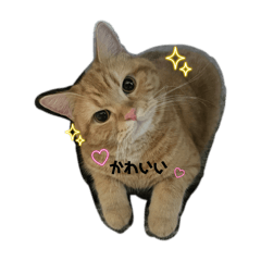 chisa_20241012182204