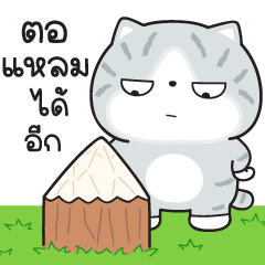 Munkaew little cat V.44