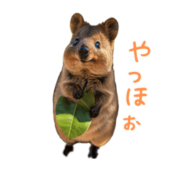 Happy Animal_Quokka Wallaby25