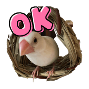 bird_me