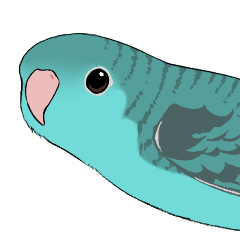 Lineolated parakeet(Blue)