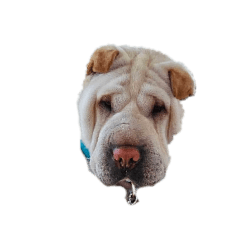 Habibi the Shar Pei!