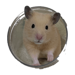 とってもかわいいきんちゃんはむ