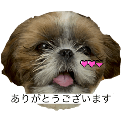 ちーたん( ᴖ ·̫ ᴖ)