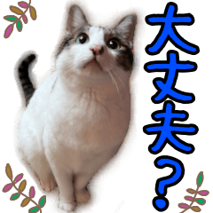 Kohana the House Cat Daily Life Stickers