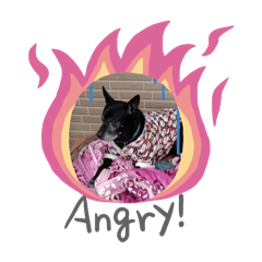 2024年6月與10月勇敢的家人們阿肥與 money