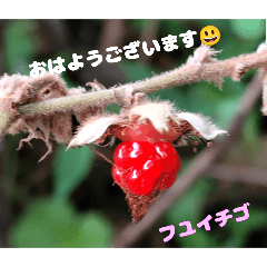 Daily greetings and Autumn wild flowers