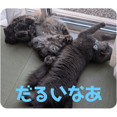 momomi_20241014223103