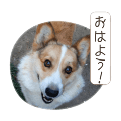 Corgiriku's daily life