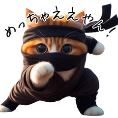 Ninja cat (Kansai dialect)