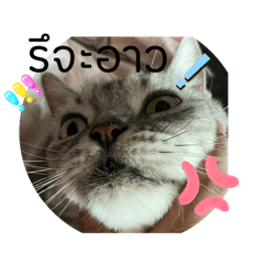 Cream_20241015121727
