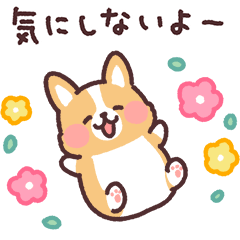 fluffy fat Corgi 33 easygoing