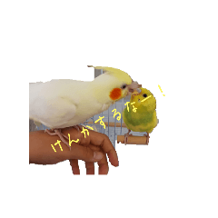 koharuru_20241015104951