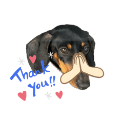 Jippy the sausage dog