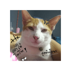 somsom_20241015160438
