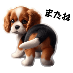 Baby cavalier