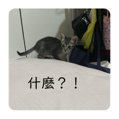 BoBo日常～～