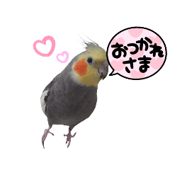 cockatielpiyo