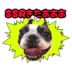 Round-faced Boston Terrier4