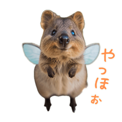 Happy Animal_Quokka Wallaby26