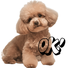 Adorable Poodle Expressions