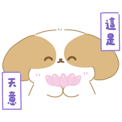 Shihtzu Tian Tian Daily Conversation New