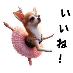 Chihuahua ballerina