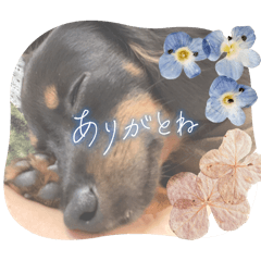 こてちゅだよ2（╹◡╹）