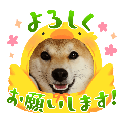 red shiba inu uni