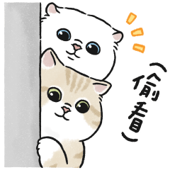 Oba cat11 - white cat