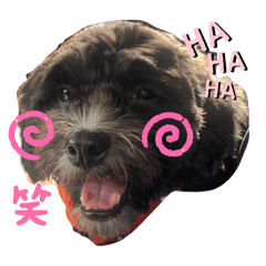 pupu_20241016142352