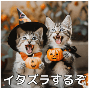Halloween cat mimi!