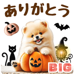 【BIG】ポメラニアンでハロウィン