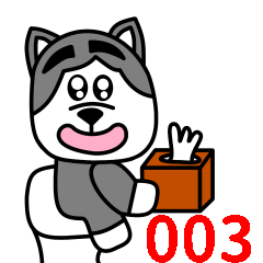 little husky QQ everyday life 003