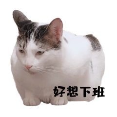 Taiwan cats - part two