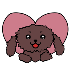 Chobi(toy poodle)