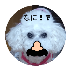 p-tan_20241016213252