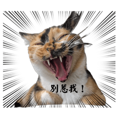 布雷貓生日常（二）