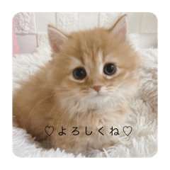 mogumogu_20241017065448