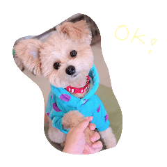 expressive dog_20241016232147