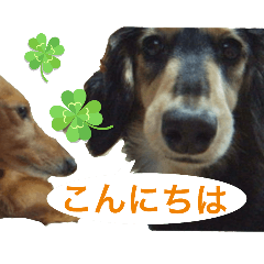 Chobitan_20241017080906