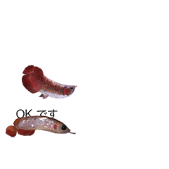 Arowana in a balloon02