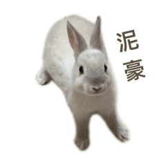 劉家ㄉrabbits